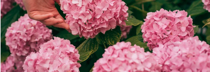 Hand berührt rosa Hortensienblüte